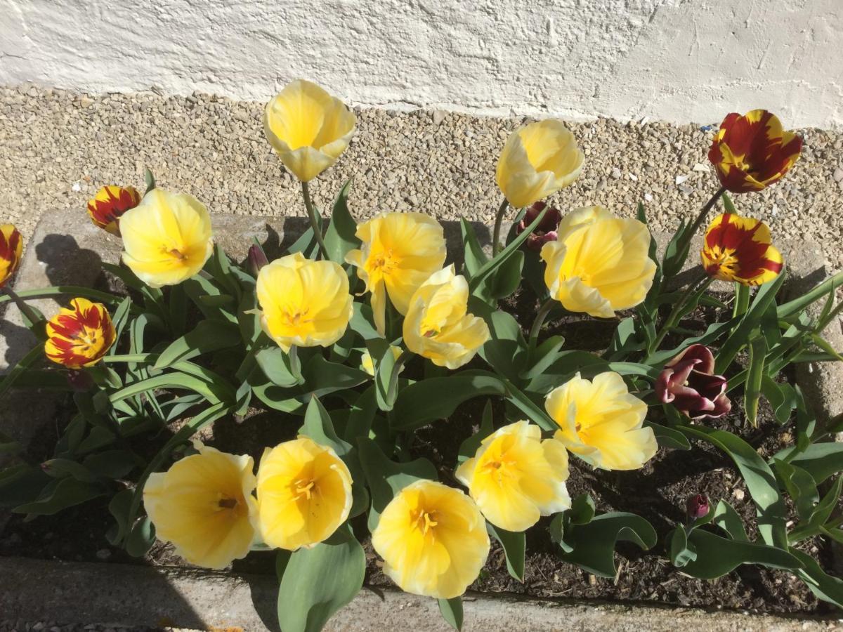 Le Jardin De Rose 24 Feuillebert Romagne 86700 B&B 외부 사진