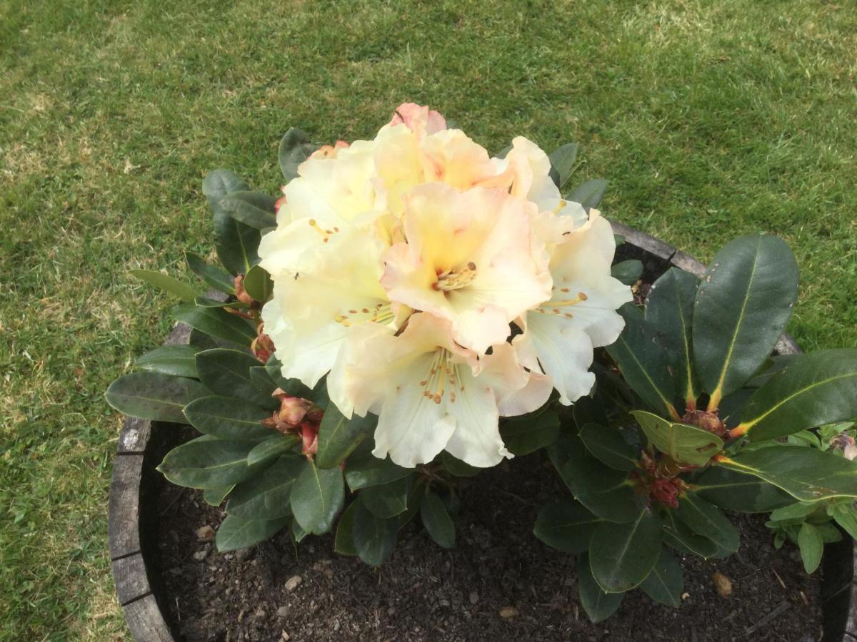 Le Jardin De Rose 24 Feuillebert Romagne 86700 B&B 외부 사진