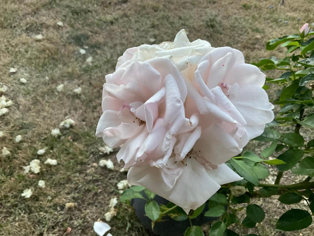 Le Jardin De Rose 24 Feuillebert Romagne 86700 B&B 외부 사진